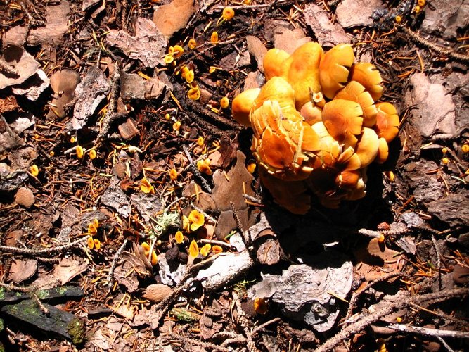 These mushrooms were distinct sizes - two different generations?